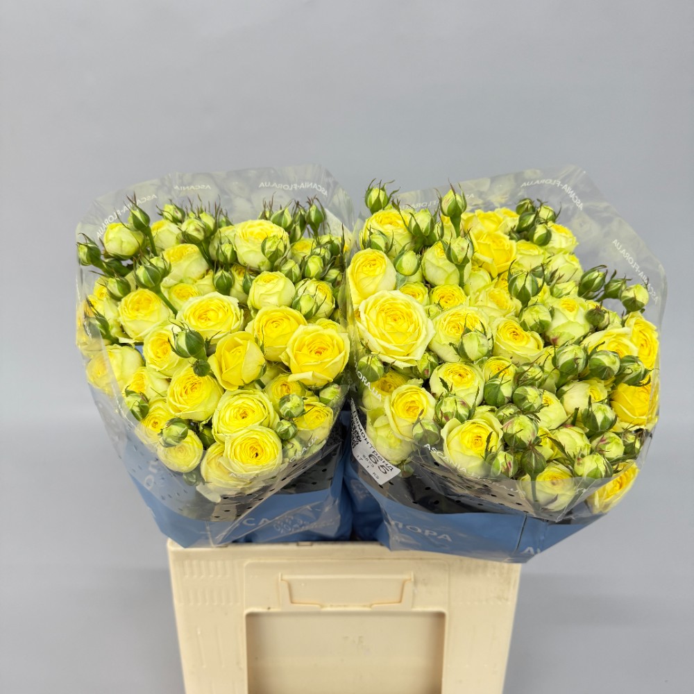 Троянда "Лемон Трендсеттер" 65 см.