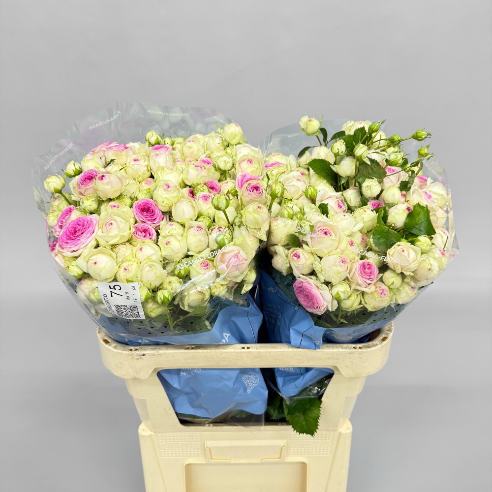 Троянда "Джелато" 75 см.