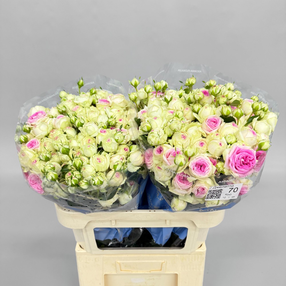 Троянда "Джелато" 70 см.