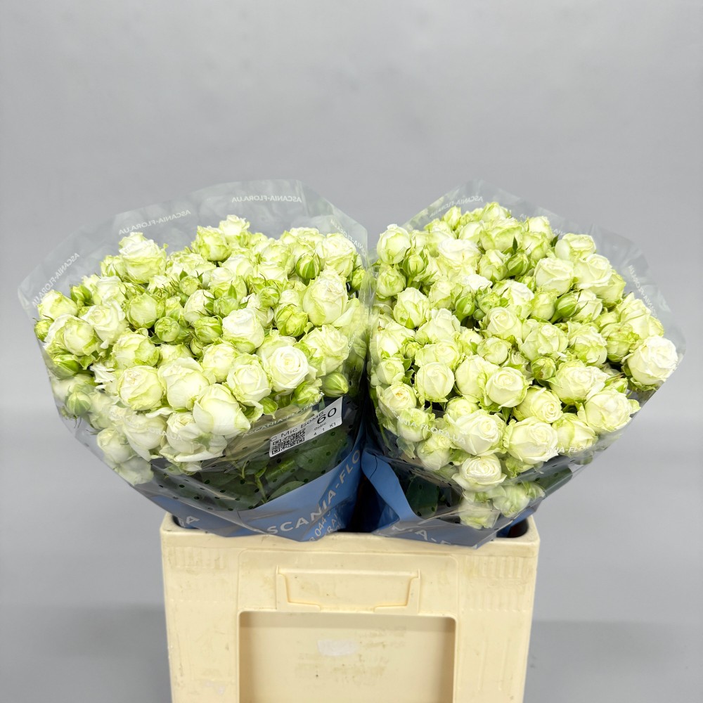 Троянда "Міс Бомбастік" 60 см.