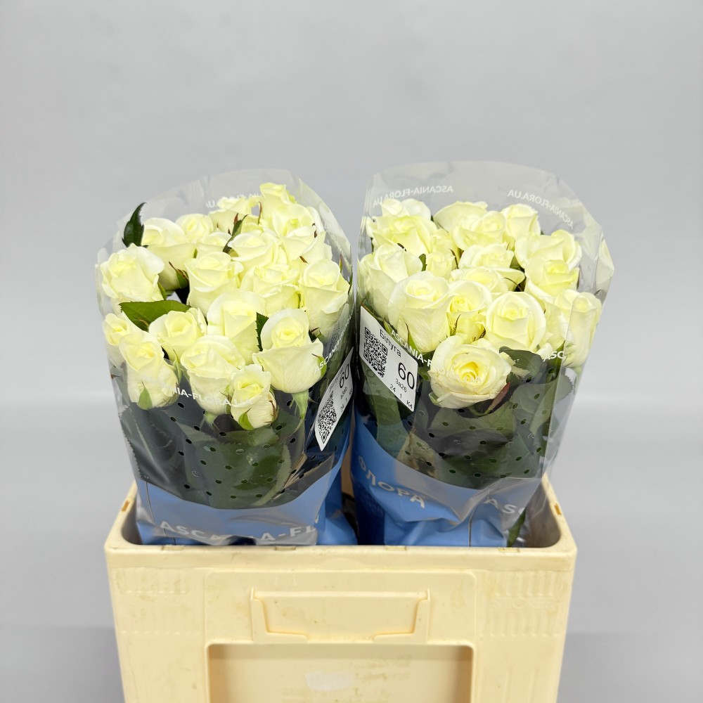 Троянда "Білуга" 60 см.