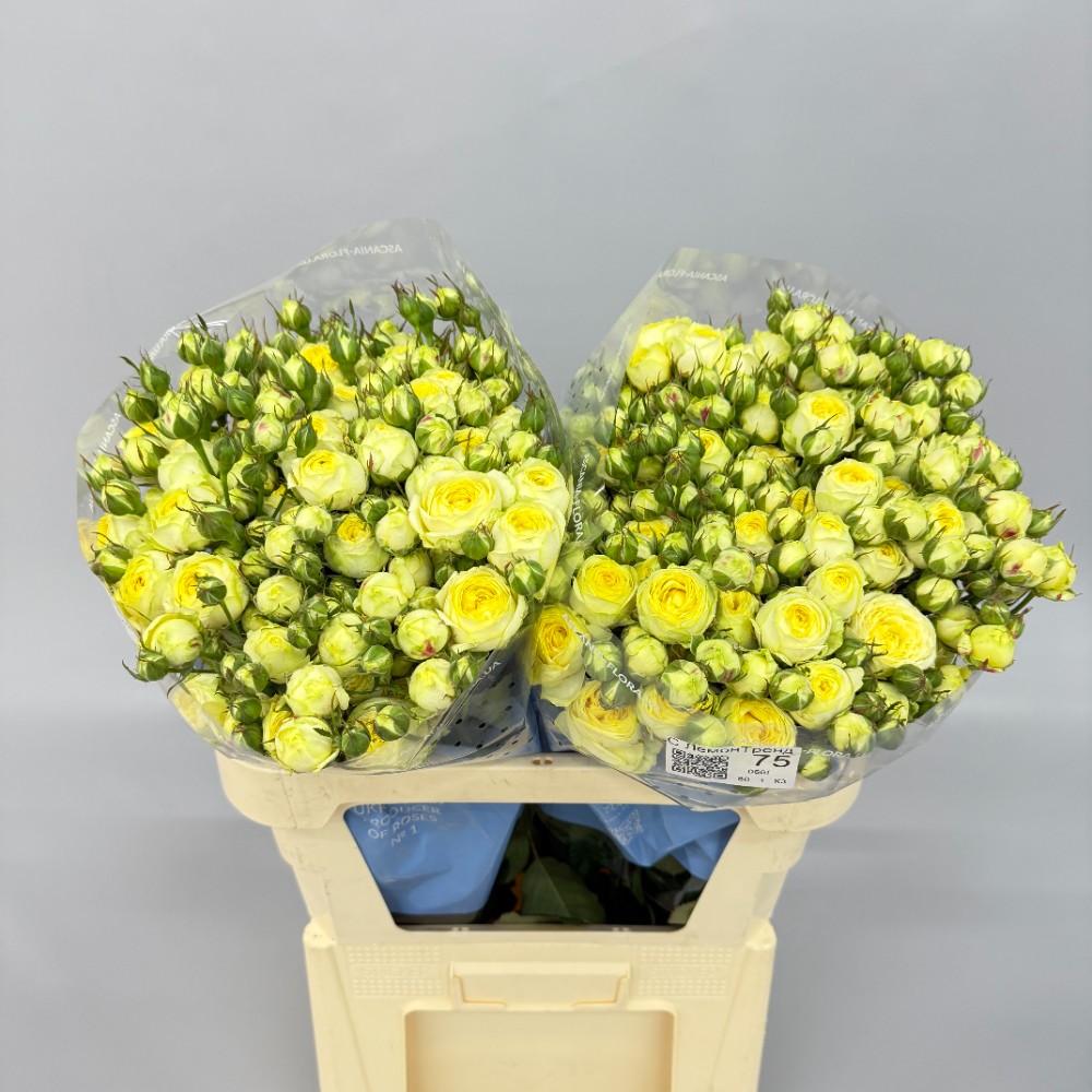 Троянда "Лемон Трендсеттер" 75 см.