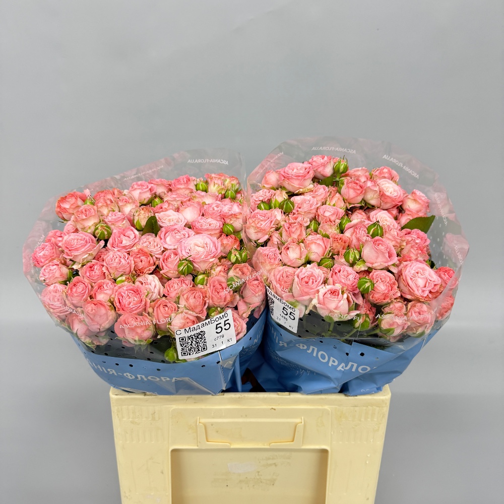 Троянда "Мадам Бомбастік" 55 см.