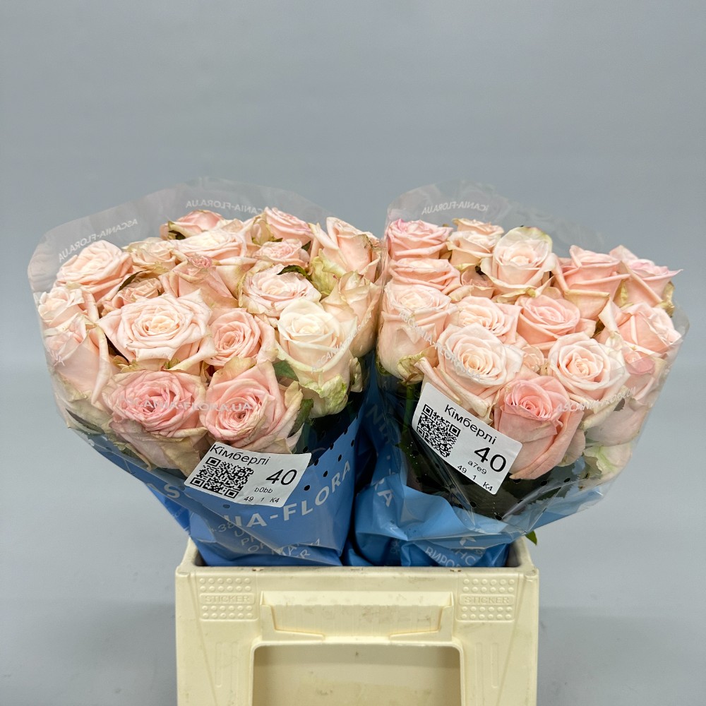 Троянда "Кімберлі" 40 см.