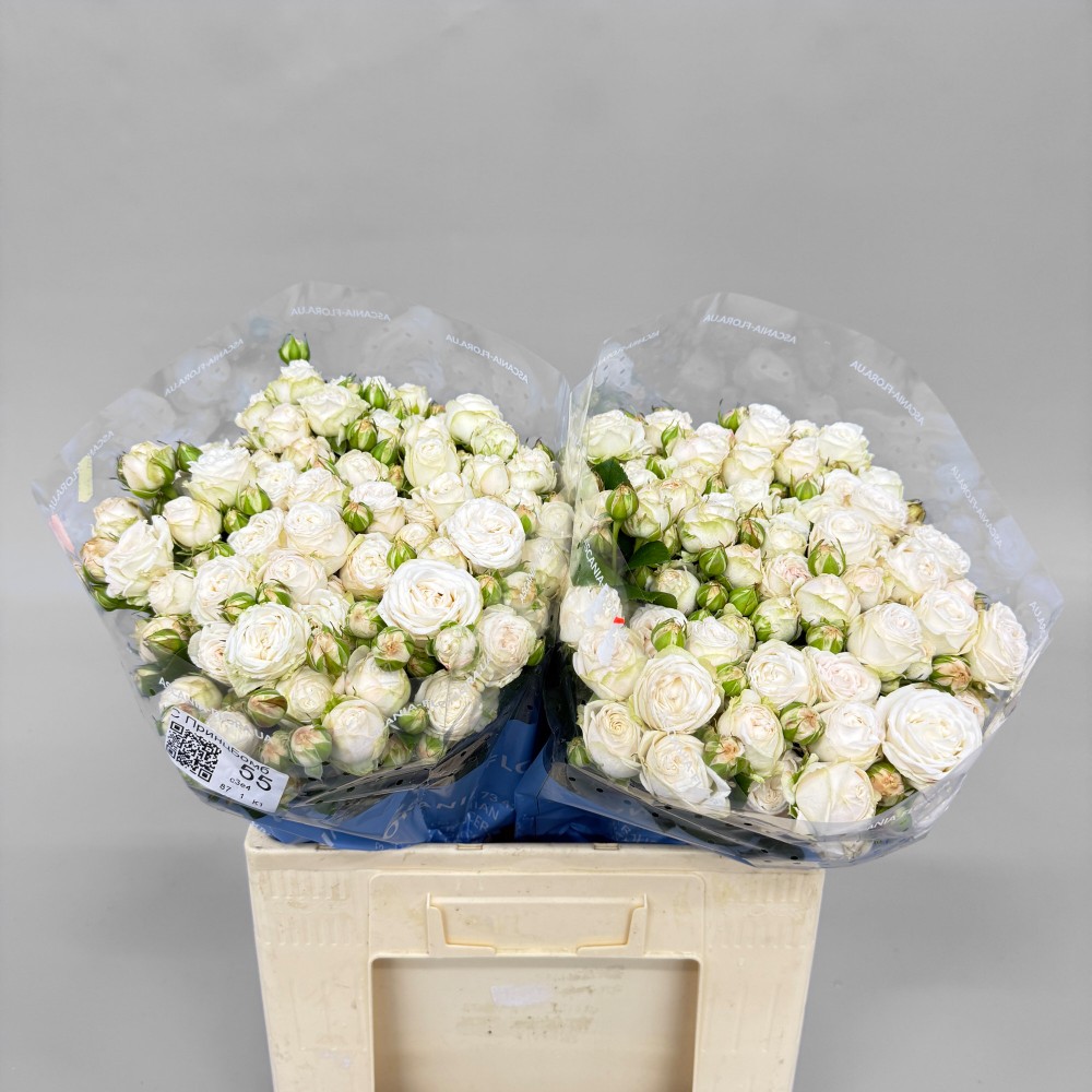 Троянда "Принцеса Бомбастік" 55 см.