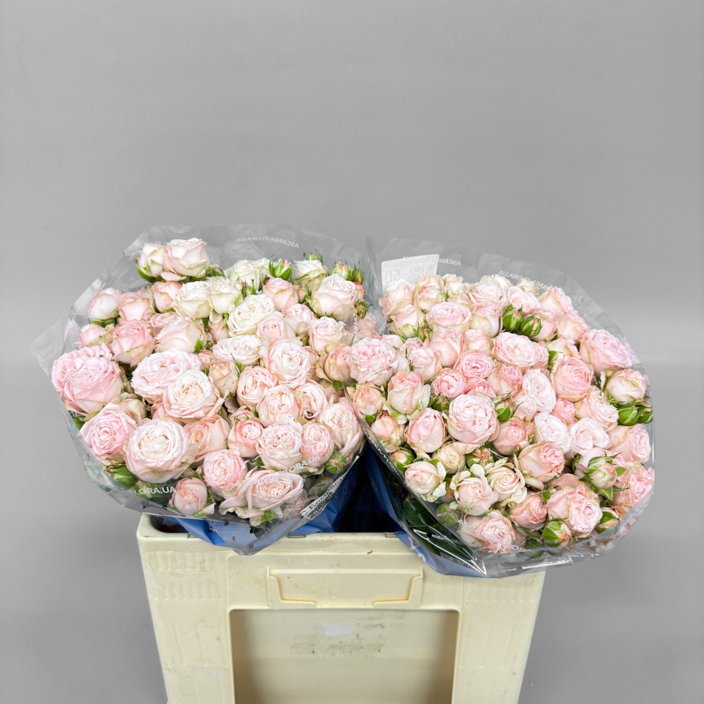 Троянда "Бомбастік" 50 см.