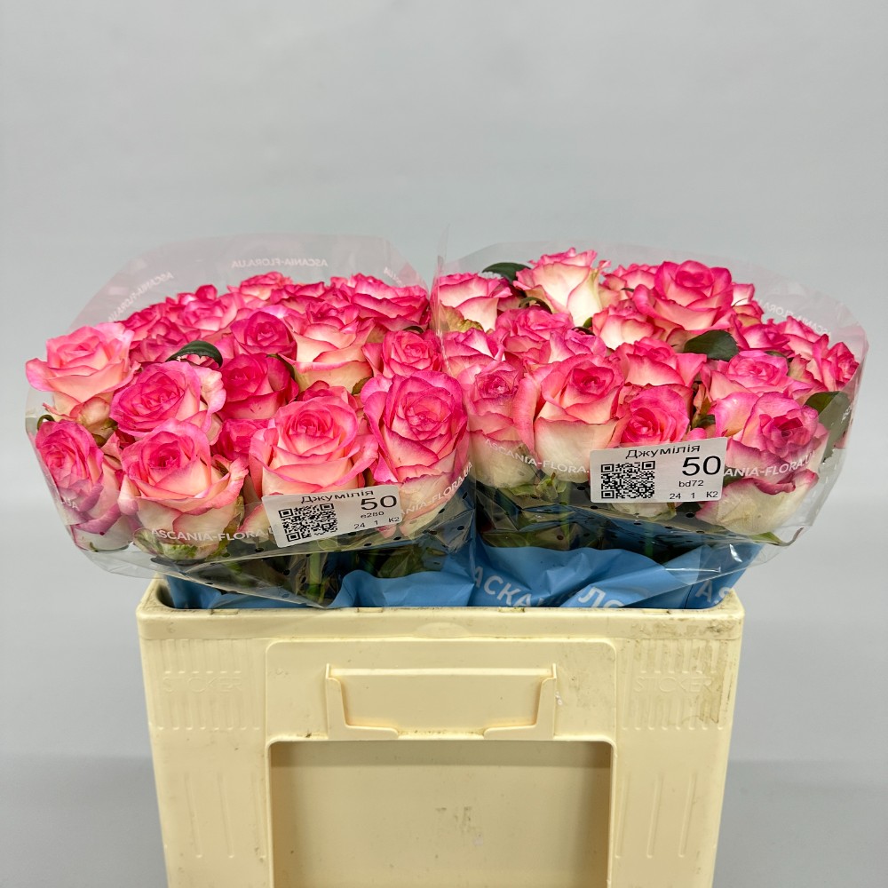 Троянда "Джумілія" 50 см.