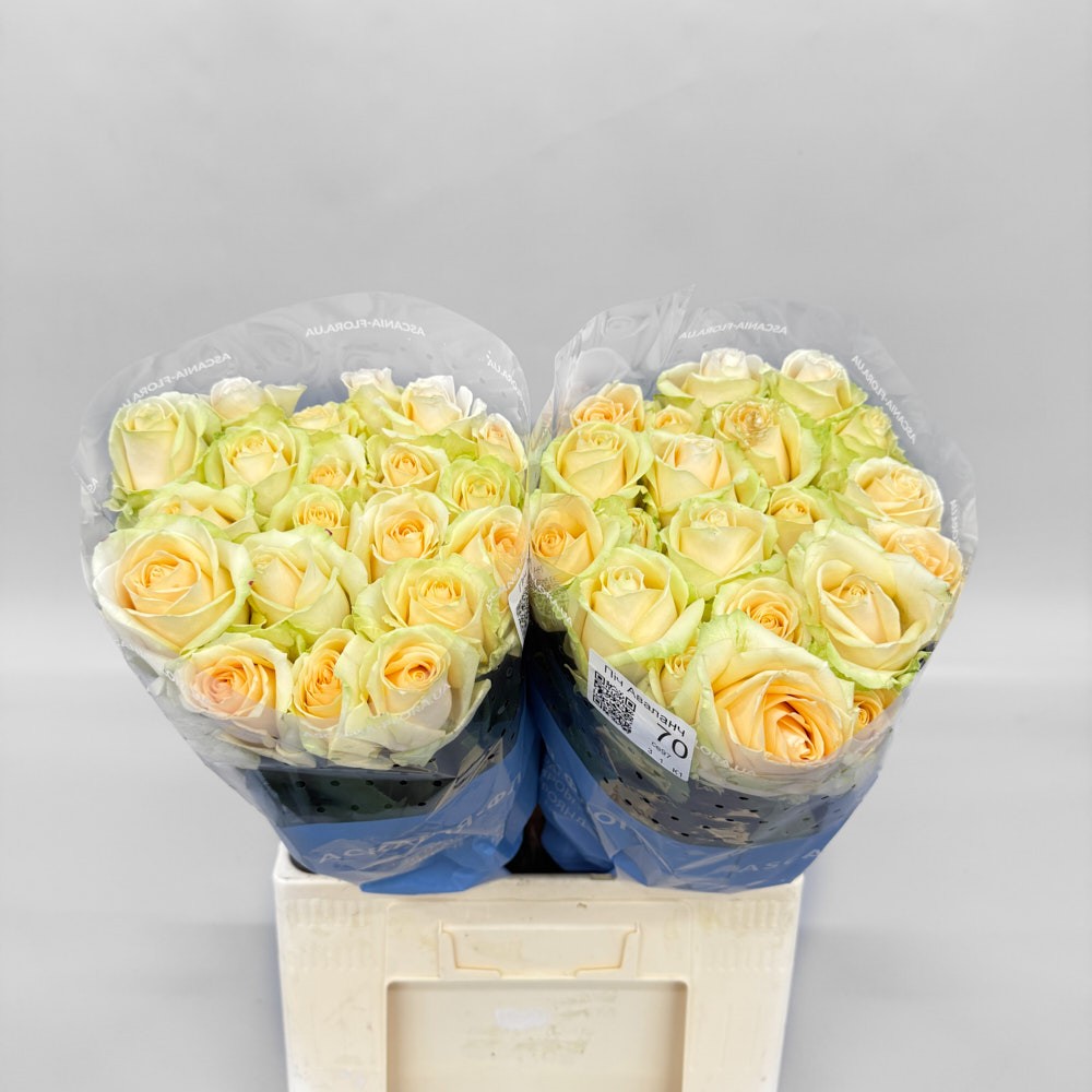 Троянда "Піч Аваланч" 70 см.