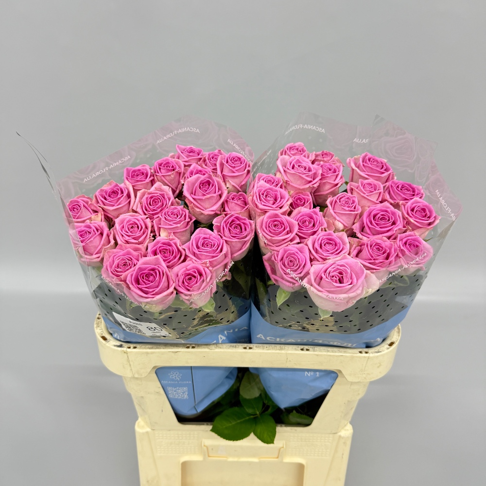 Троянда "Аква" 80 см.