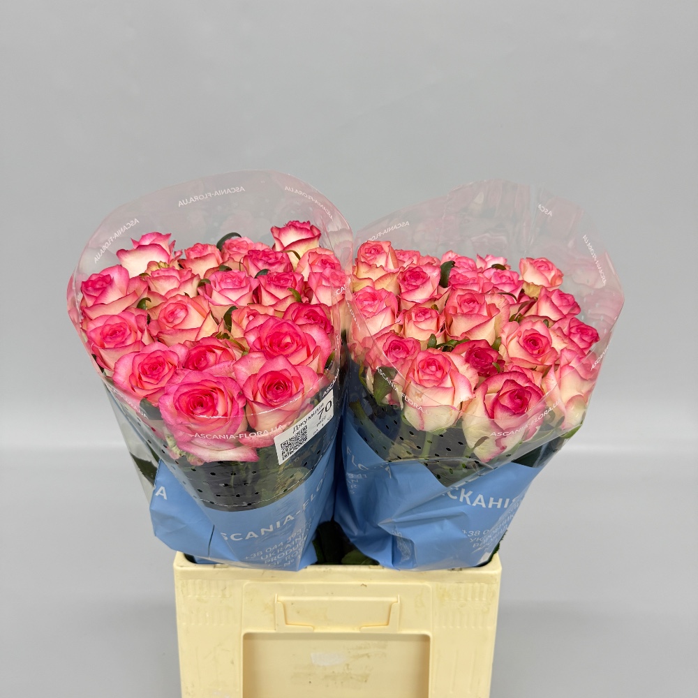 Троянда "Джумілія" 70 см.