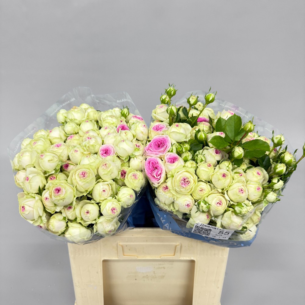 Троянда "Джелато" 55 см.