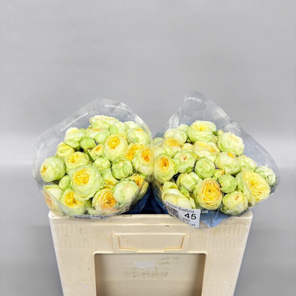 Троянда "Піоні Баблз" 45 см.