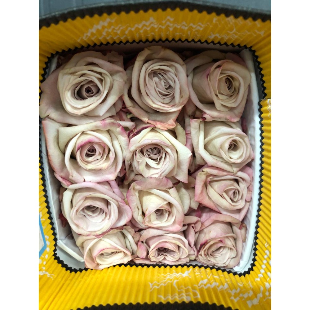 Троянда Алі 50 см