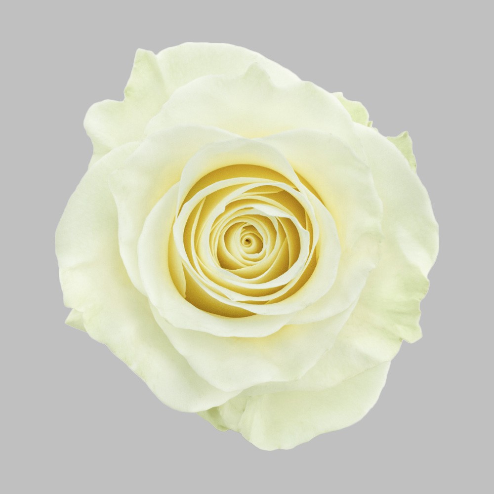 Троянда Мондіаль 50 см