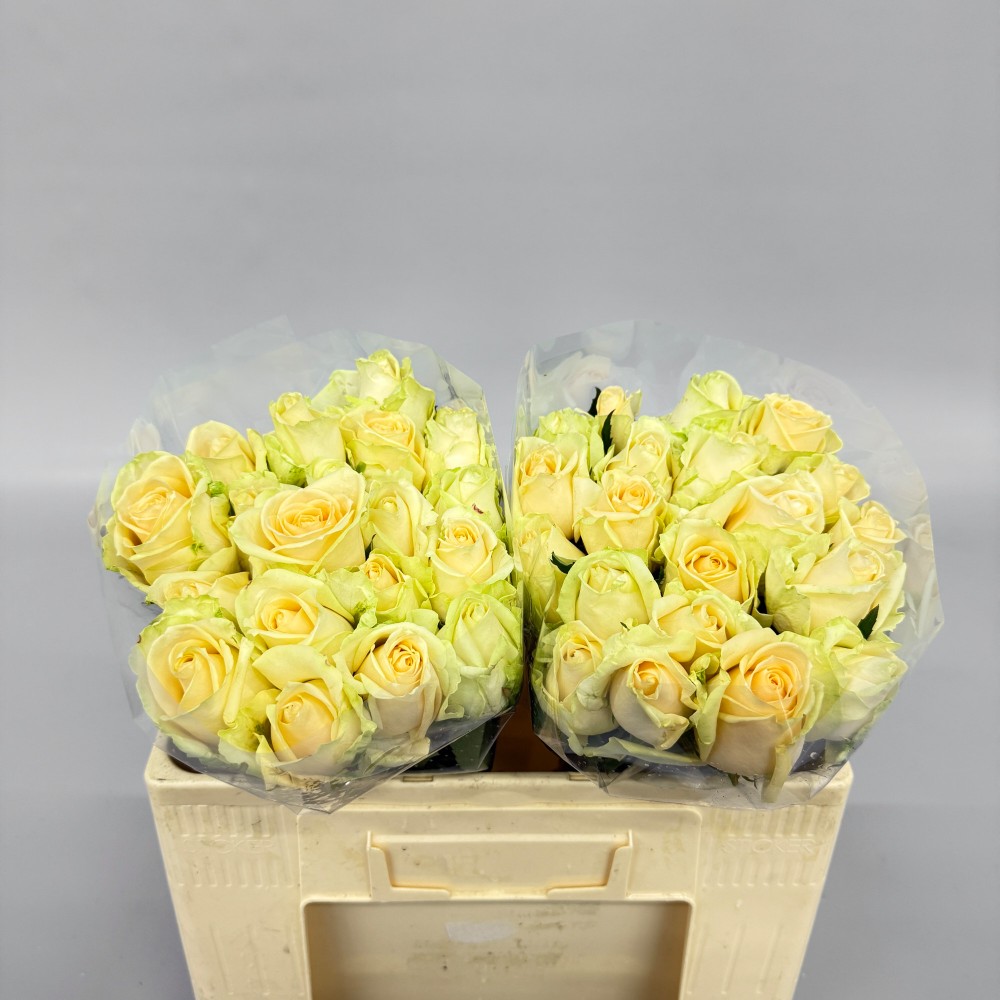 Троянда "Піч Аваланч" 50 см.