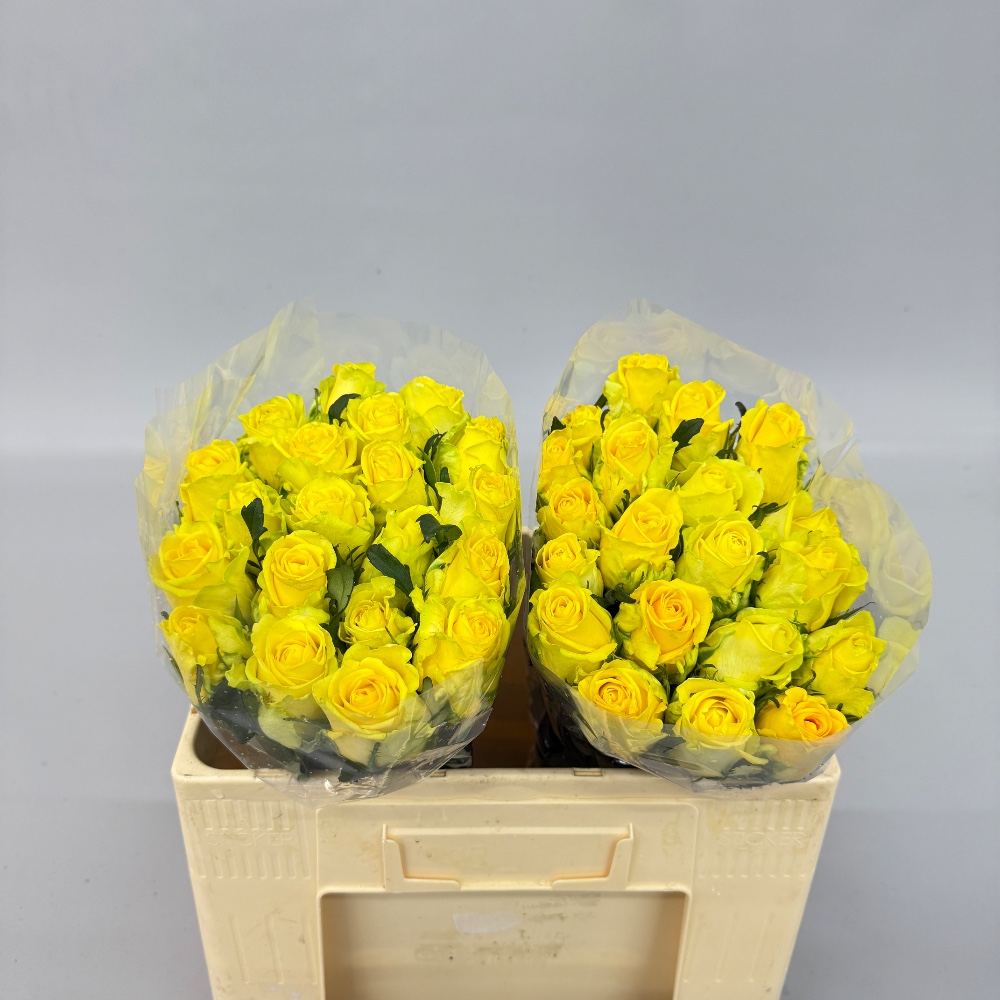 Троянда "Пенні Лейн" 50 см.