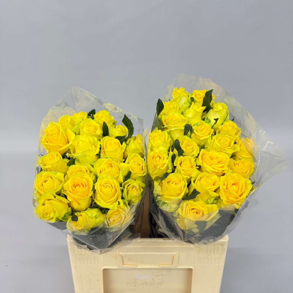 Троянда "Пенні Лейн" 60 см.