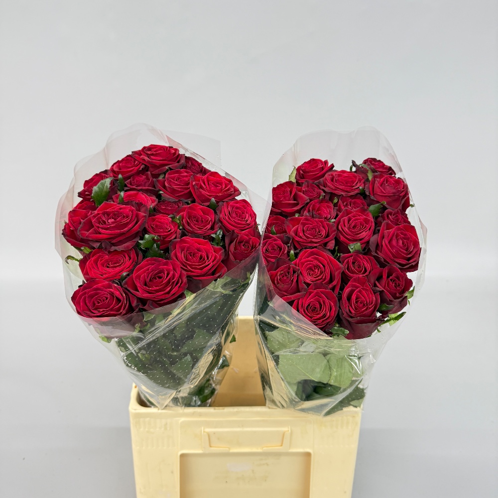 Троянда "Престиж" 70 см.