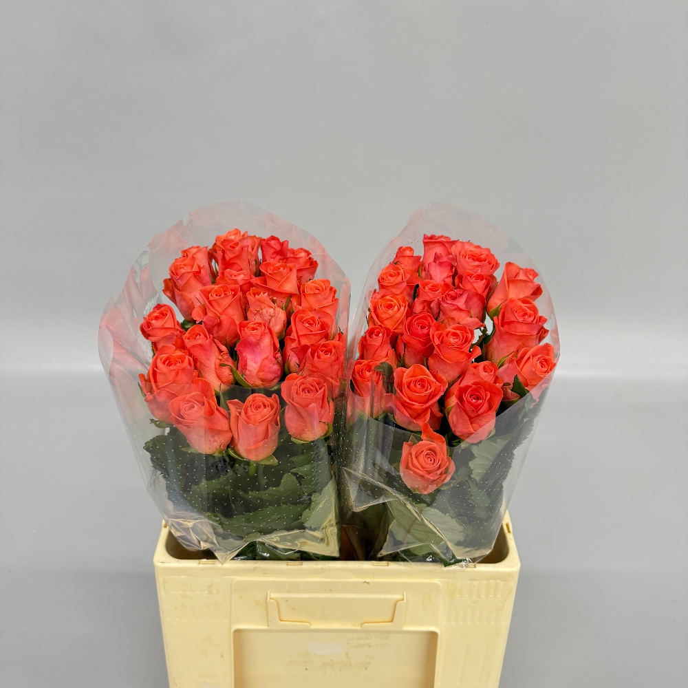 Троянда "Вау" 60 см