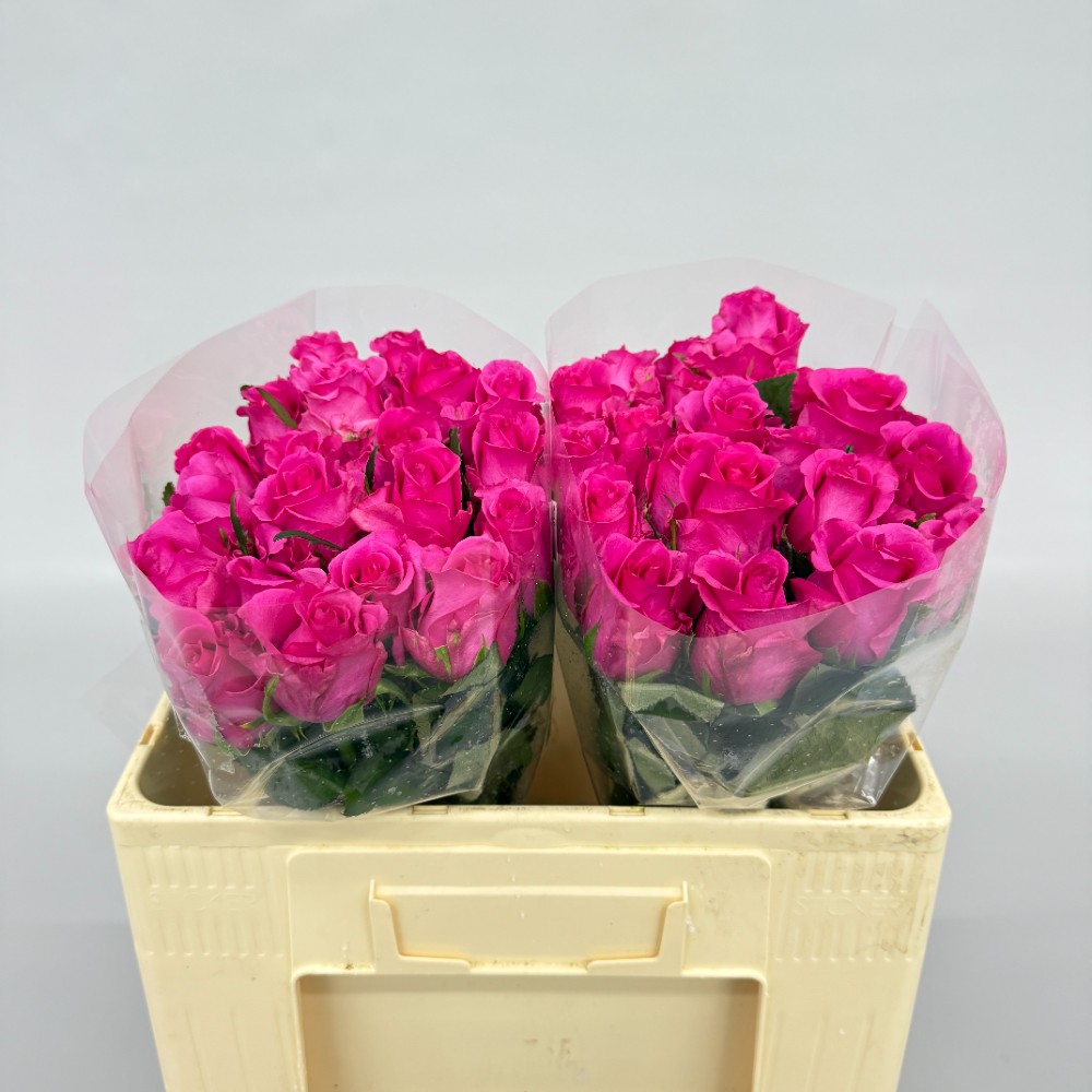 Троянда "Каренза" 50 см.