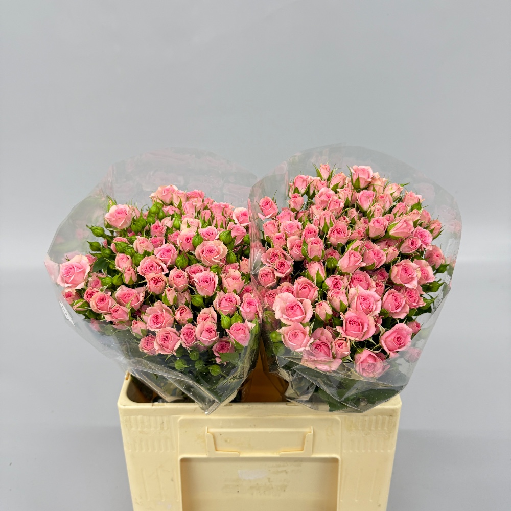 Троянда "Грація" 60 см