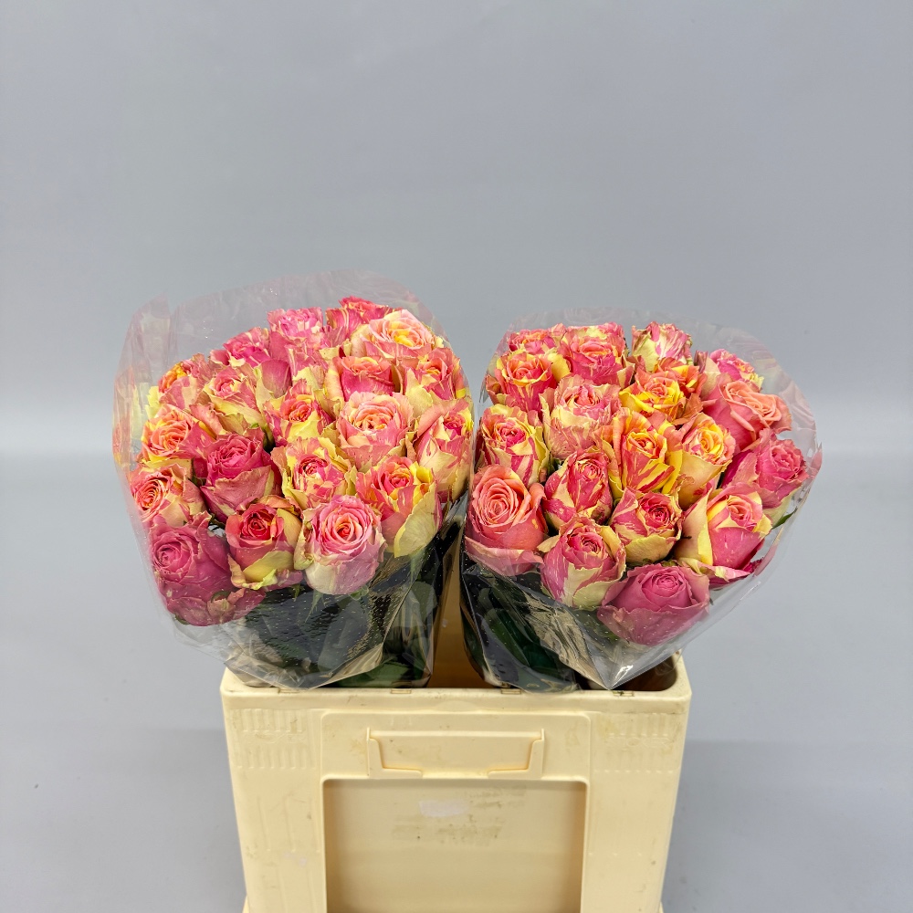 Троянда "Фіеста" 60 см