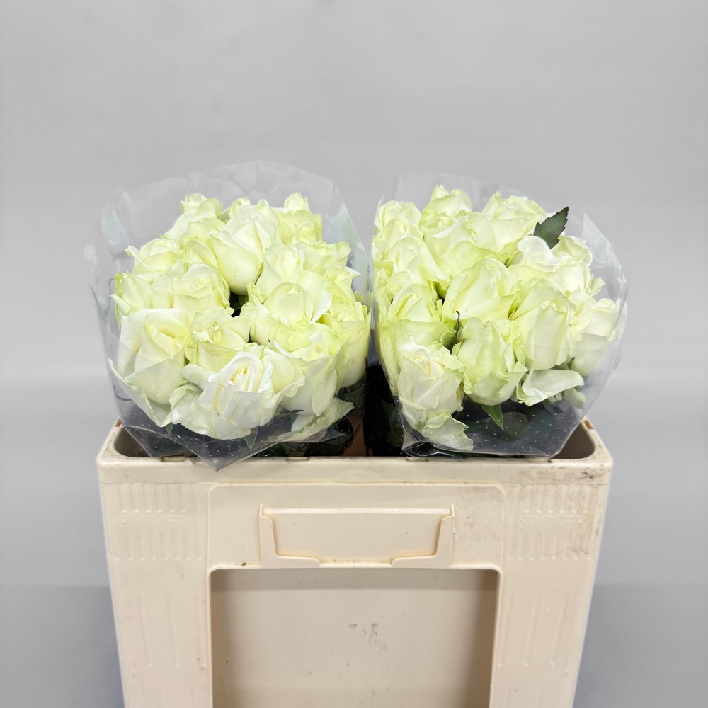 Троянда "Аваланч" 50 см