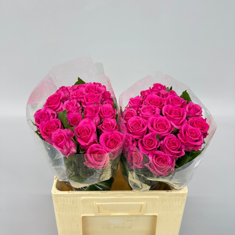 Троянда "Каренза" 60 см.