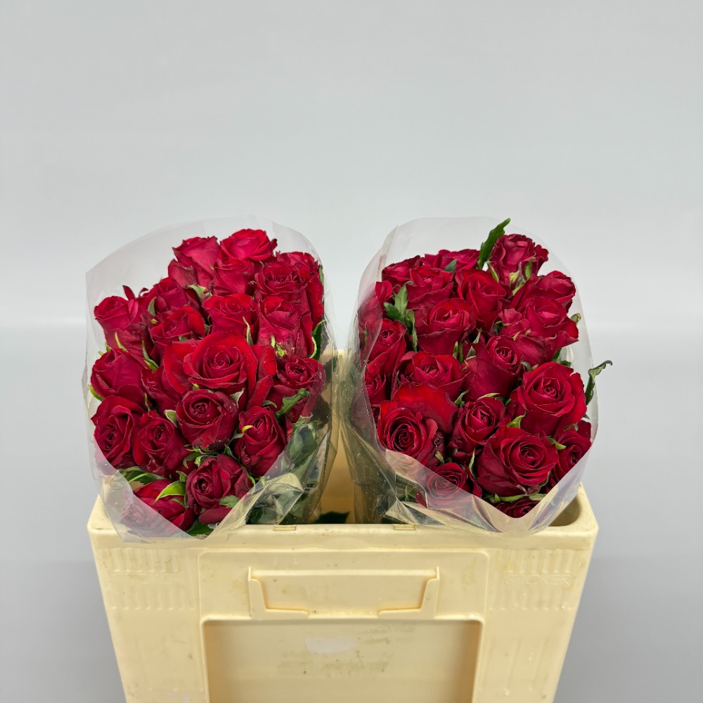 Троянда "Ред Ігл" 50 см.