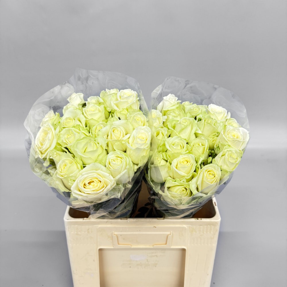 Троянда "Аваланч" 60 см