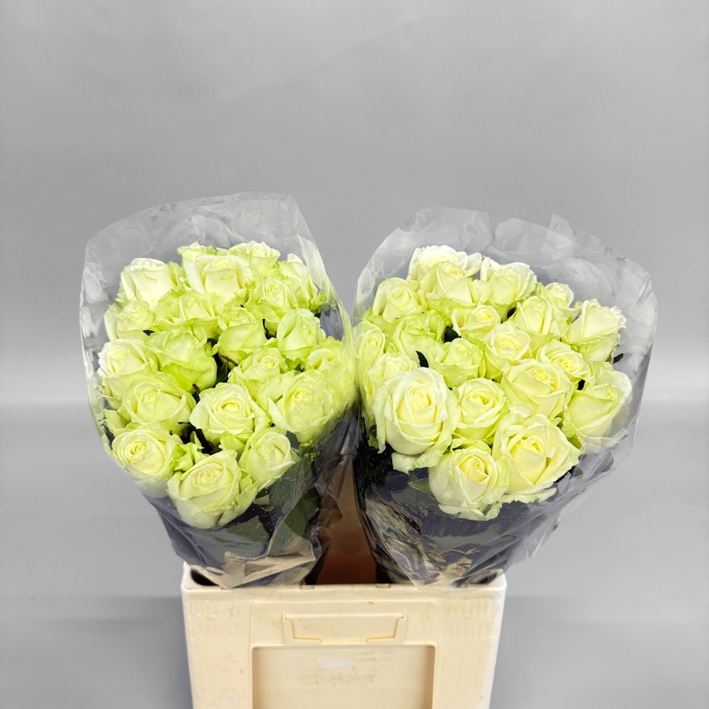 Троянда "Аваланч" 70 см