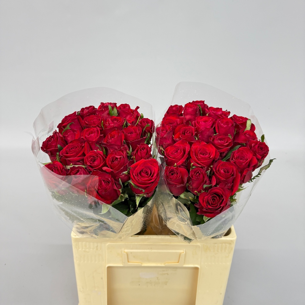 Троянда "Ред Ігл" 60 см.