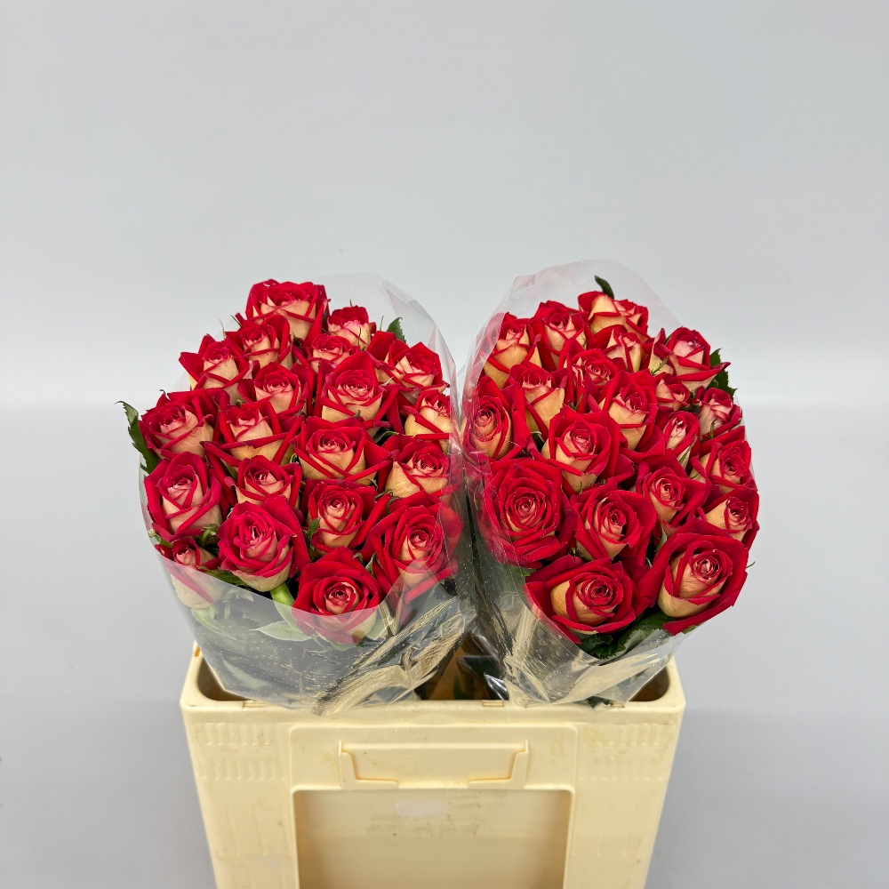 Троянда "Нью Фешн" 60 см.