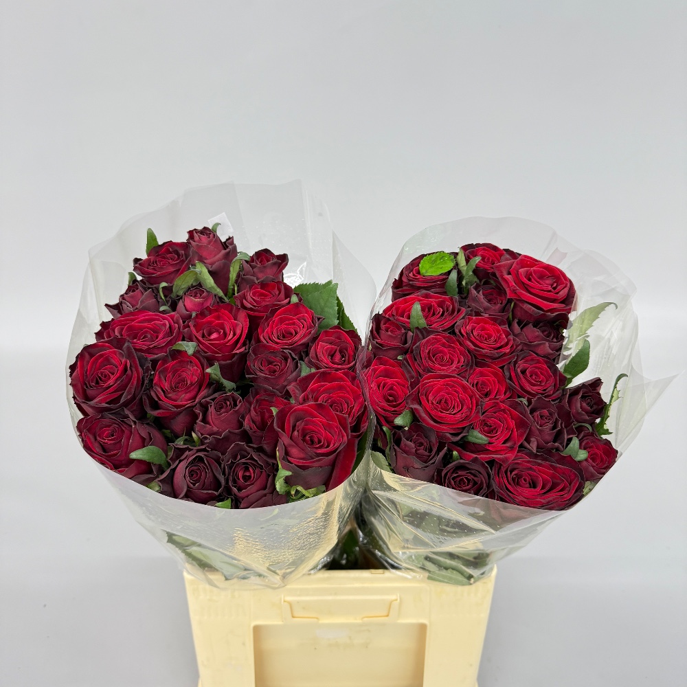 Троянда "Гран Прі" 70 см.