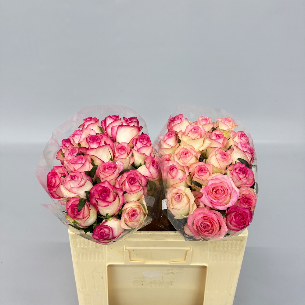 Троянда "Джумілія" 50 см