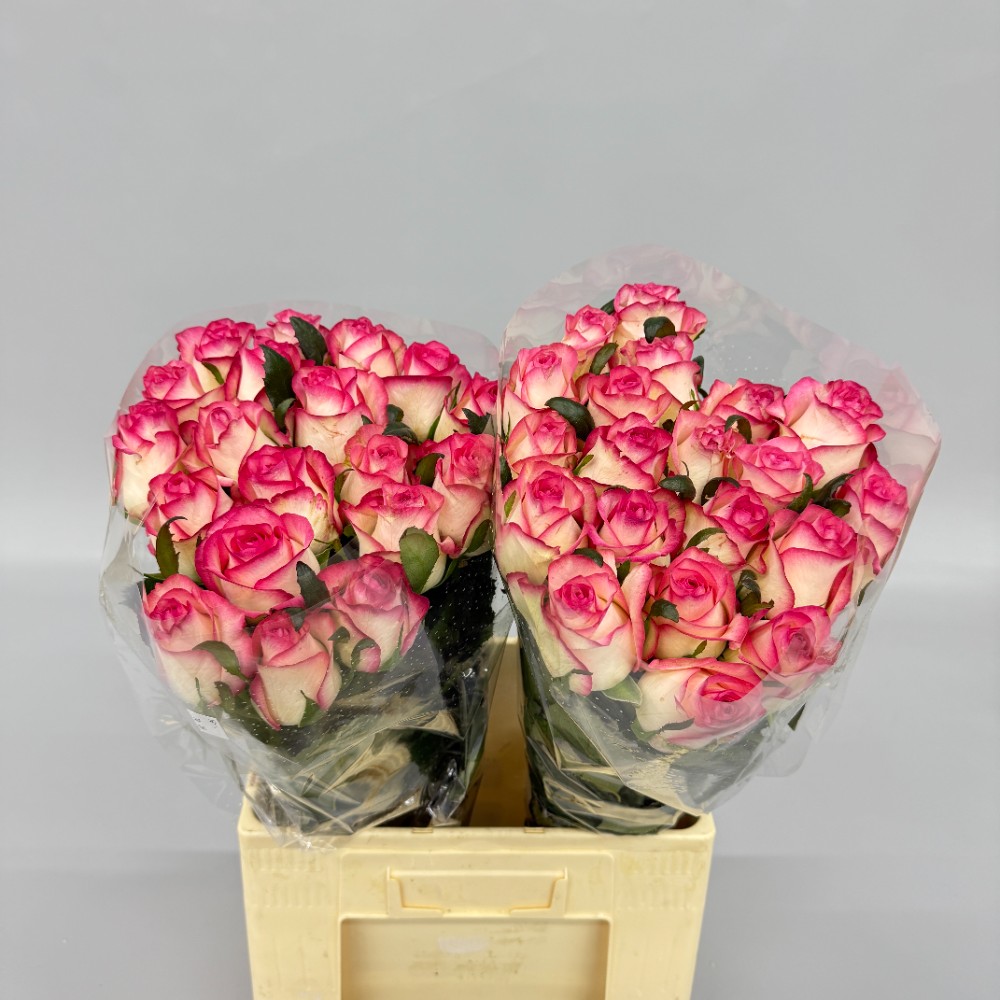 Троянда "Джумілія" 70 см