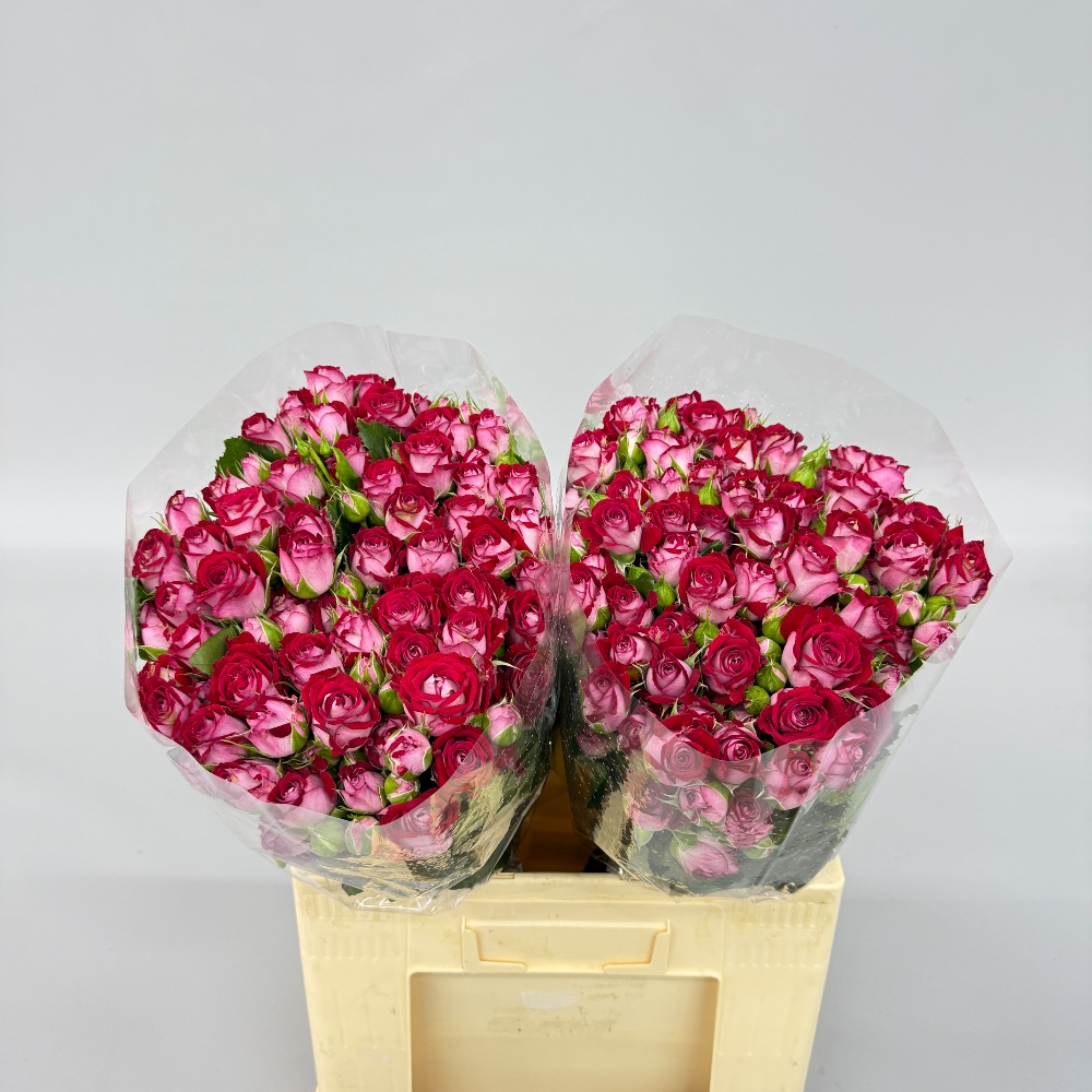 Троянда "Бі Баблз" 60 см