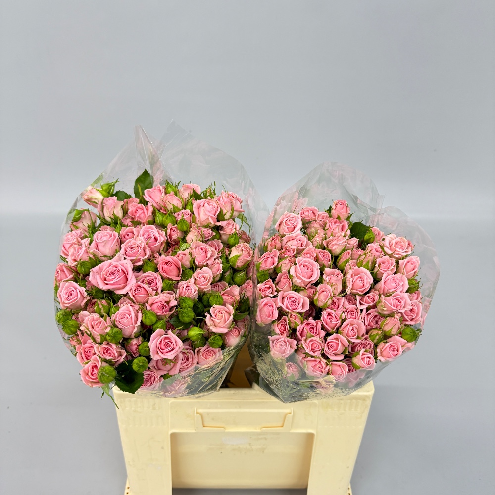 Троянда "Оділія" 60 см