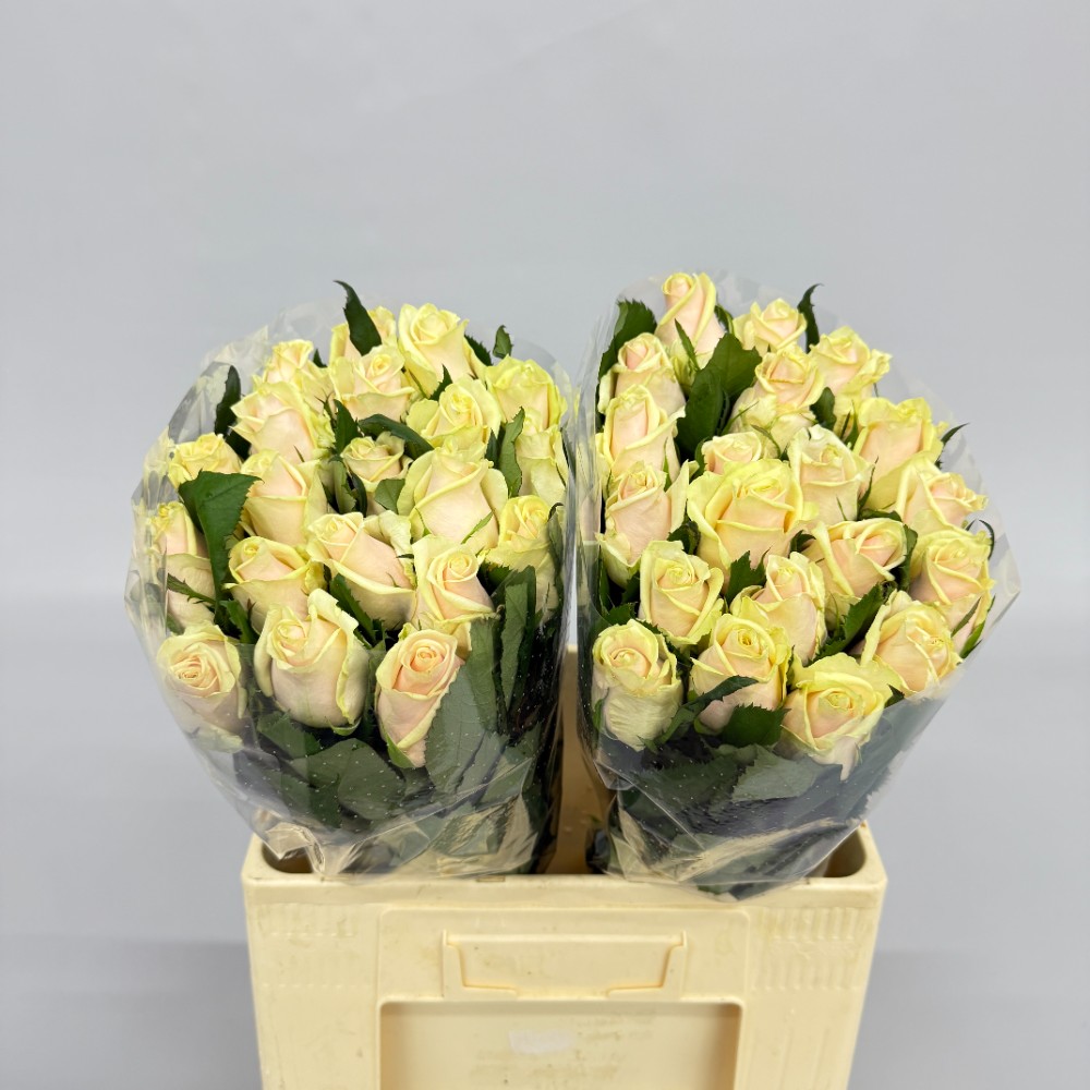 Троянда "Талея" 60 см.