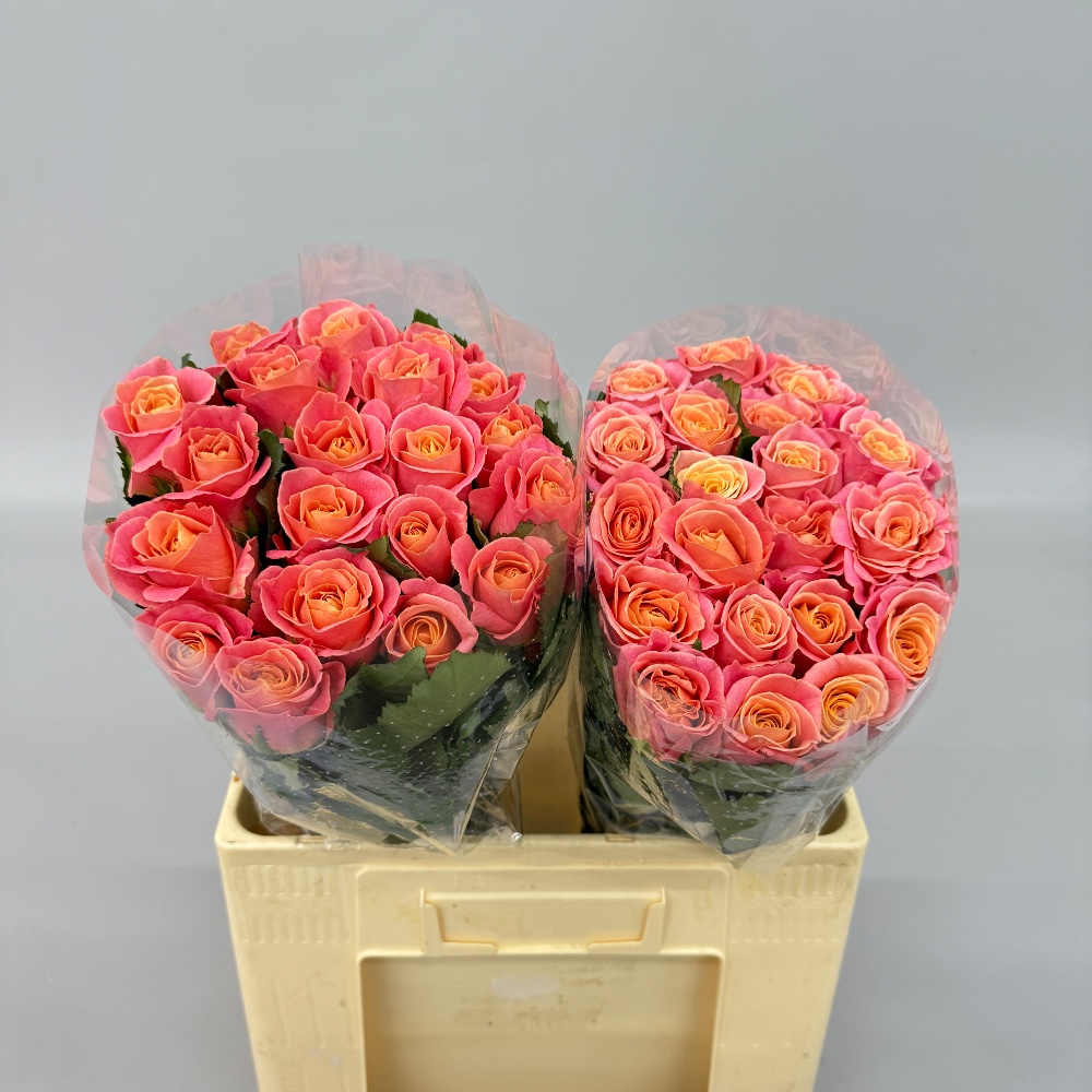 Троянда "Міс Піггі" 60 см.