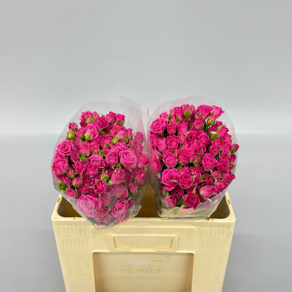 Троянда "Лавлі Лідія" 50 см