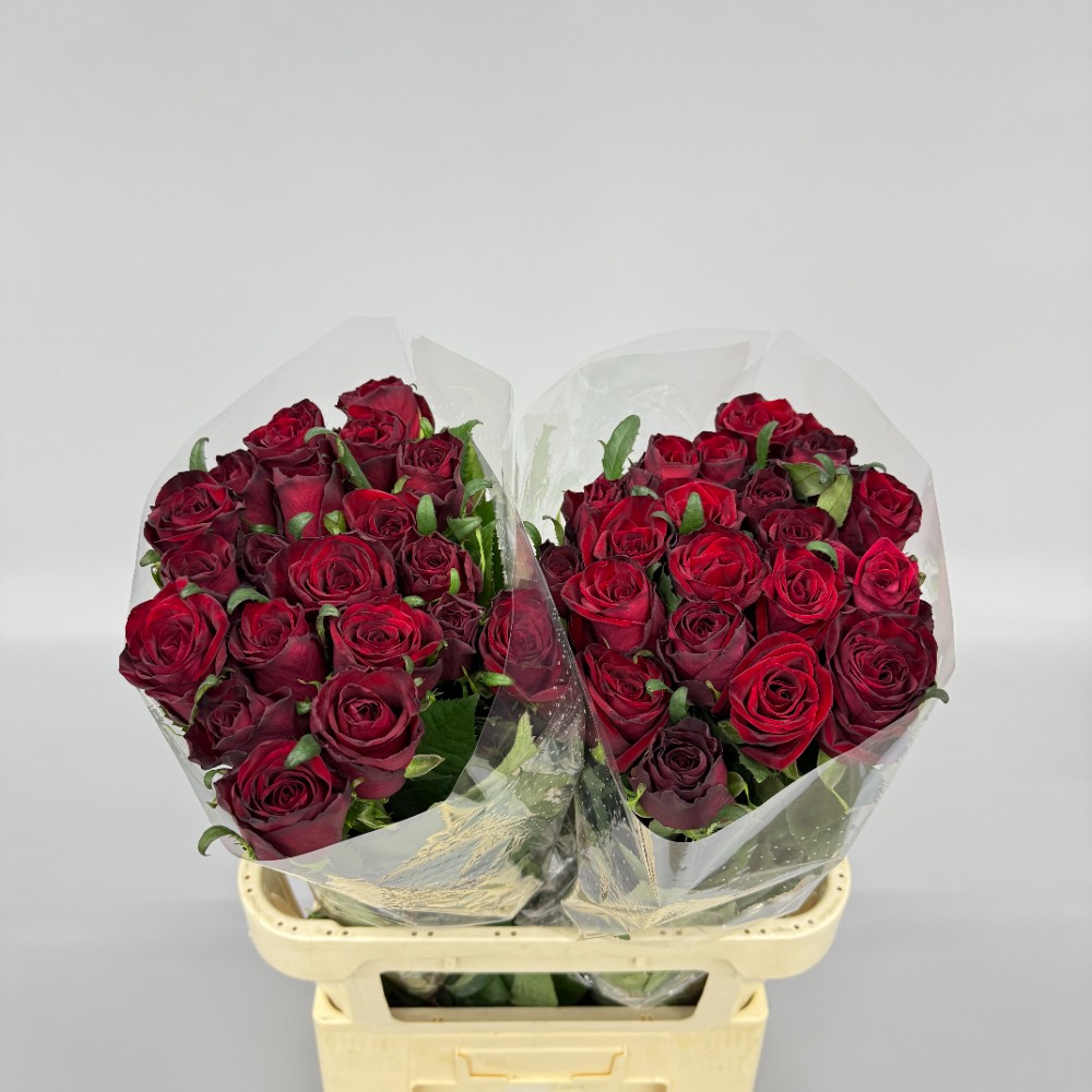 Троянда "Гран Прі" 80 см.