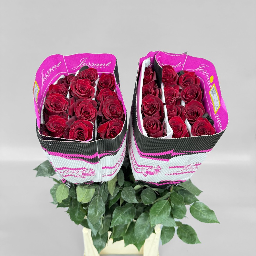 Троянда "Експлорер" 120 см.