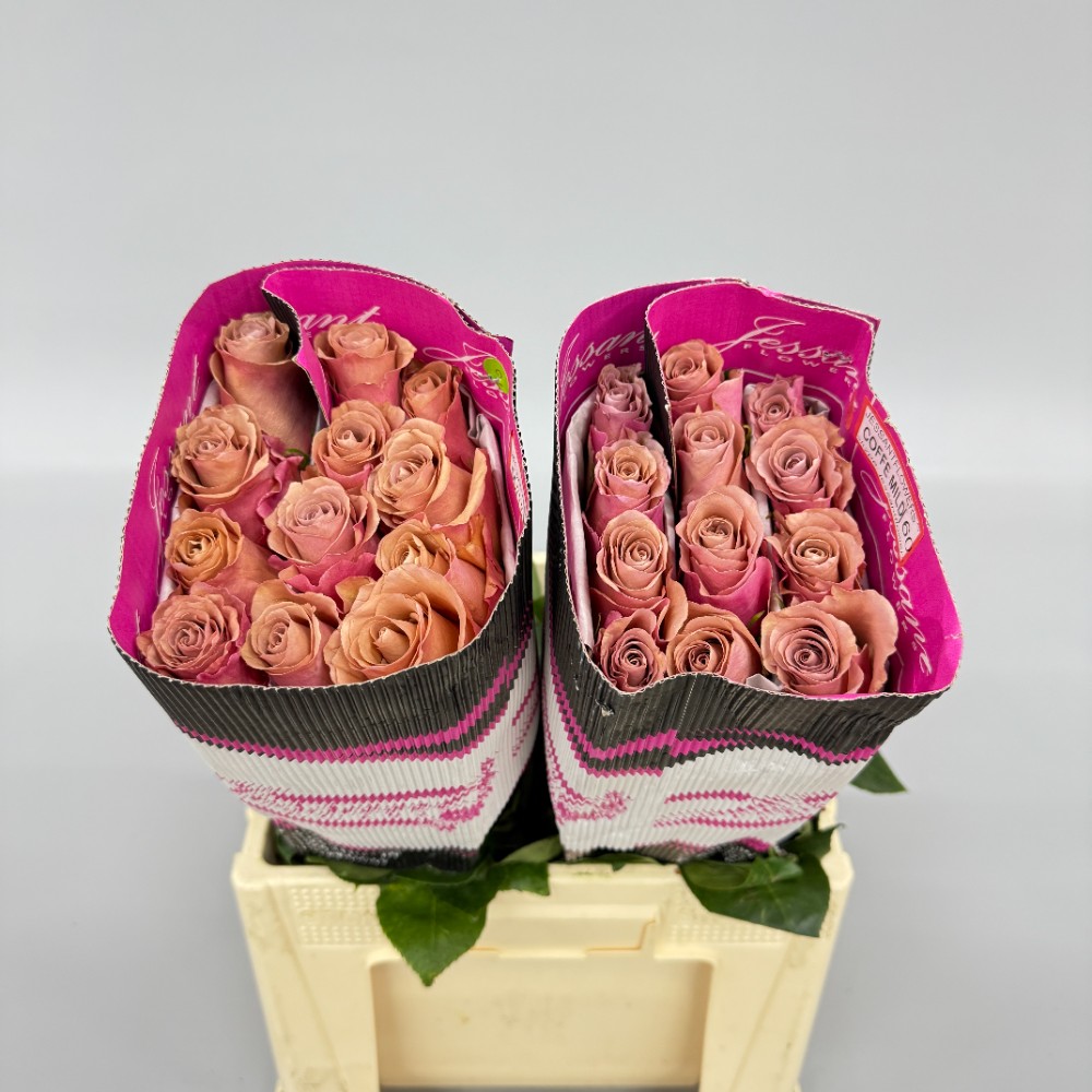 Троянда "Кофе Мілд" 60 см.