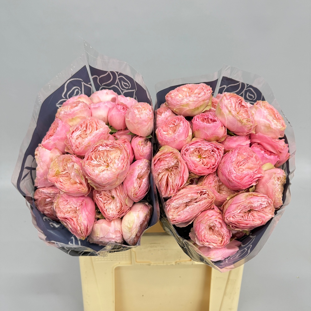 Троянда Спрей "Харпер" 60 см