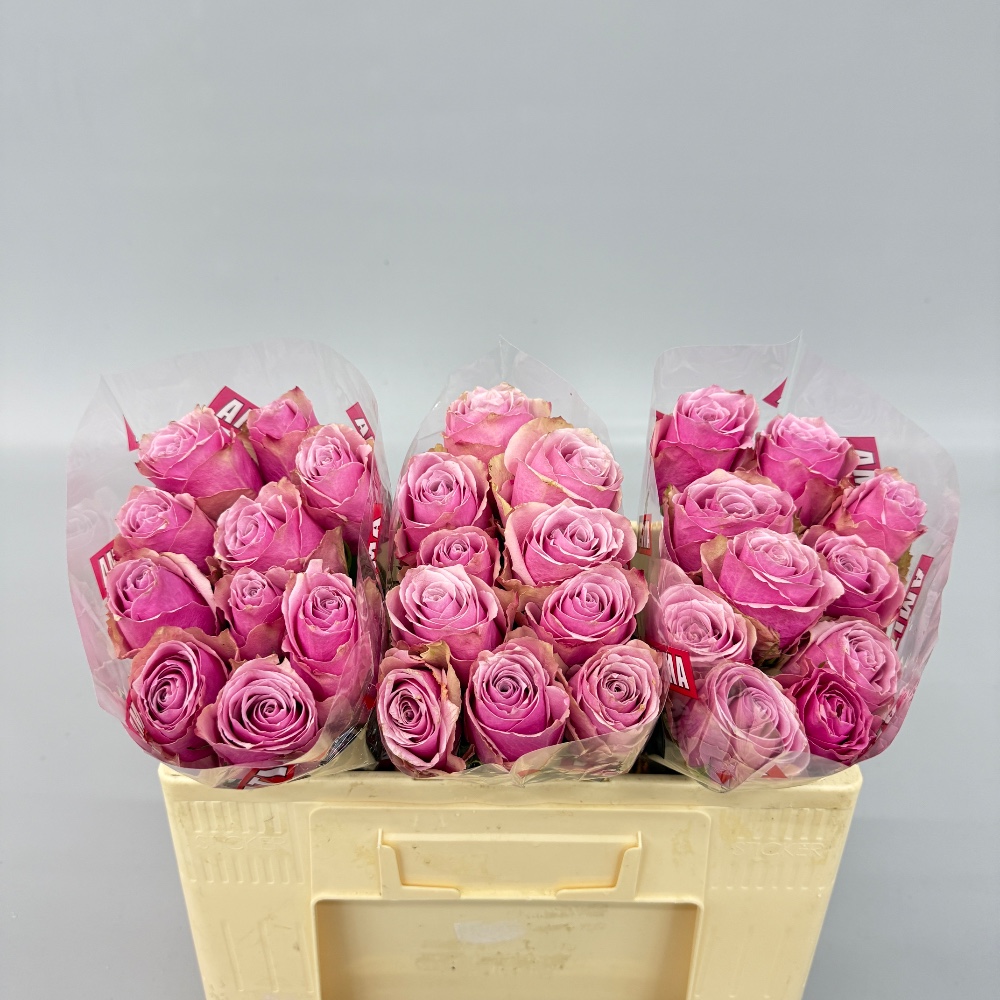 Троянда "Атена роял" 50 см.