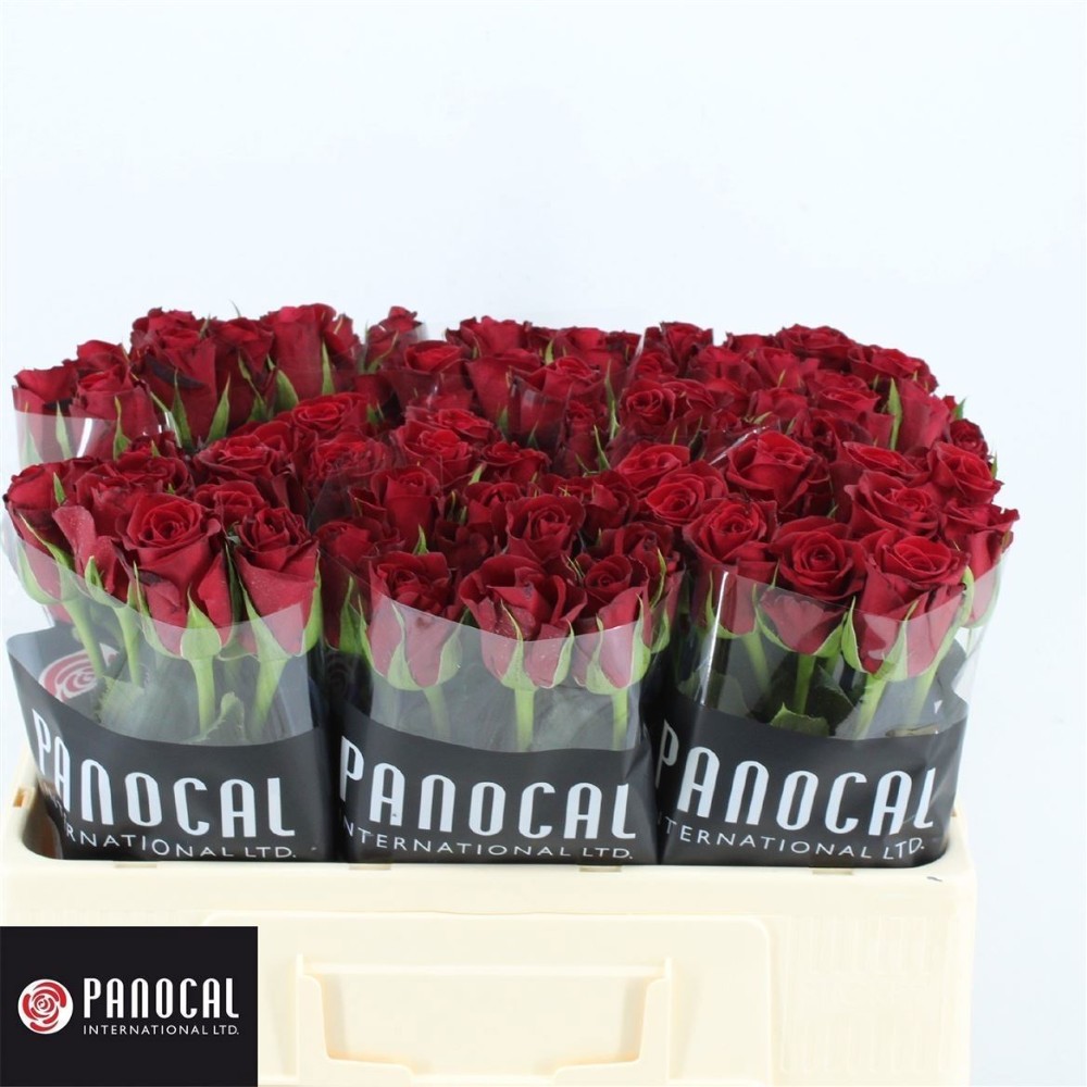 Троянда "Фуріоза" 50 см.