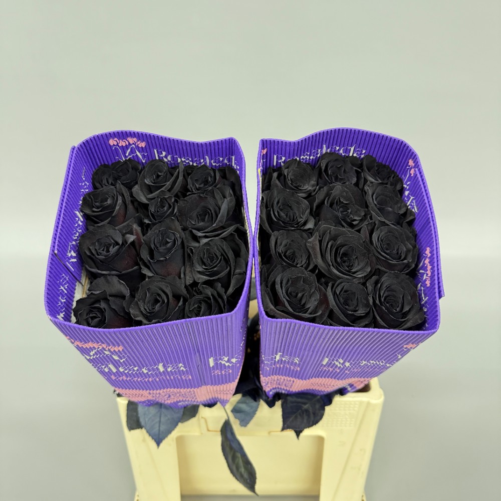 Троянда "Фарбована Чорна" 60 см