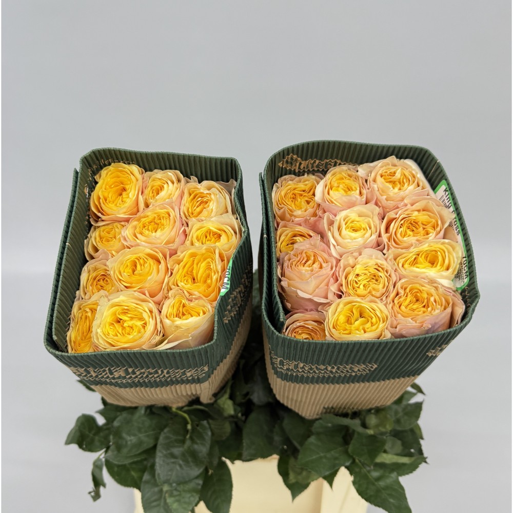 Троянда Кінг Кросс 70 см