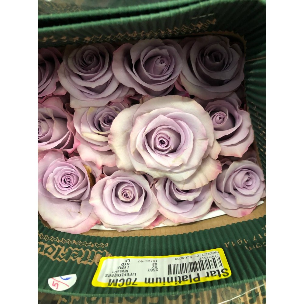 Троянда Стар Платінум 70 см